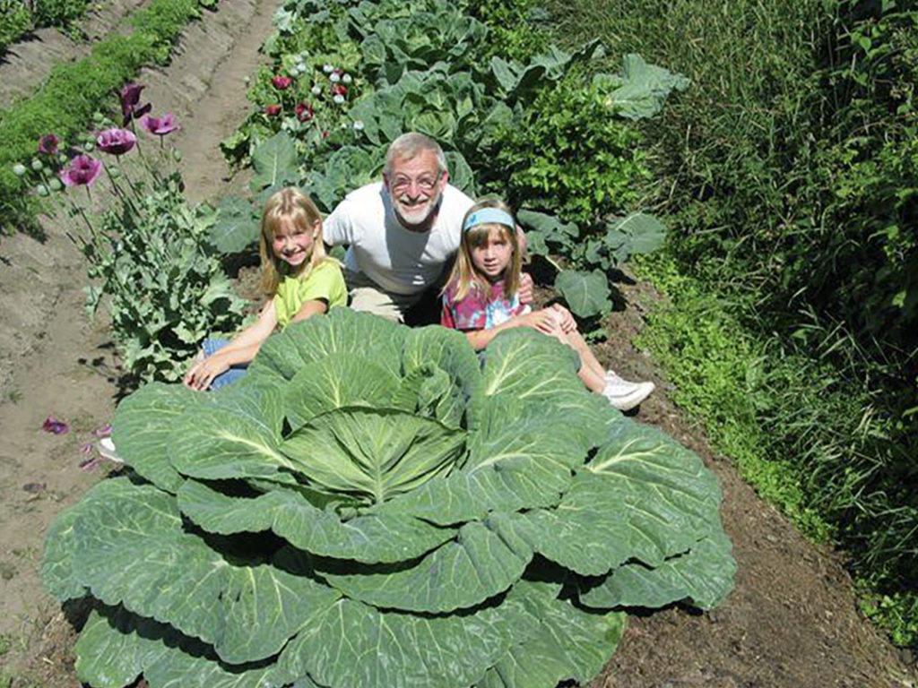 Giant cabbage in the making