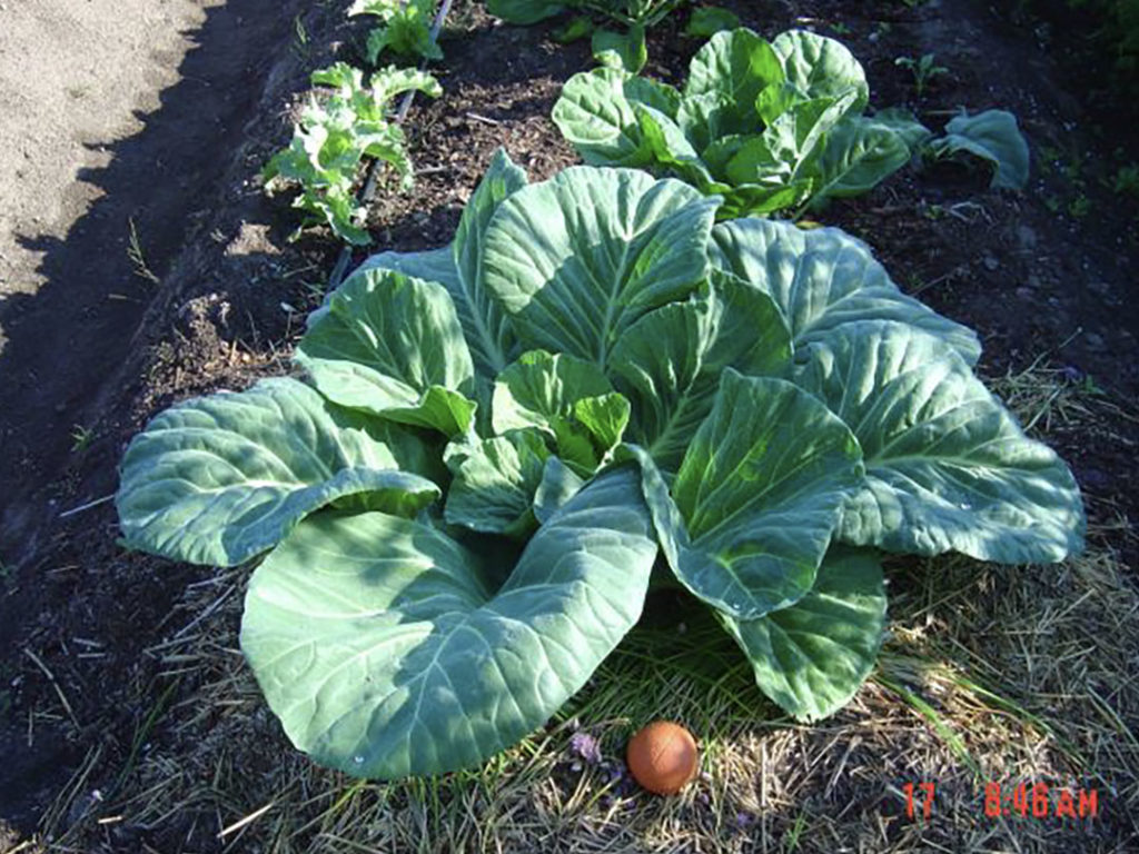 and more cabbages!