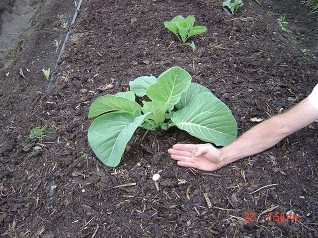 The dawn of a giant cabbage