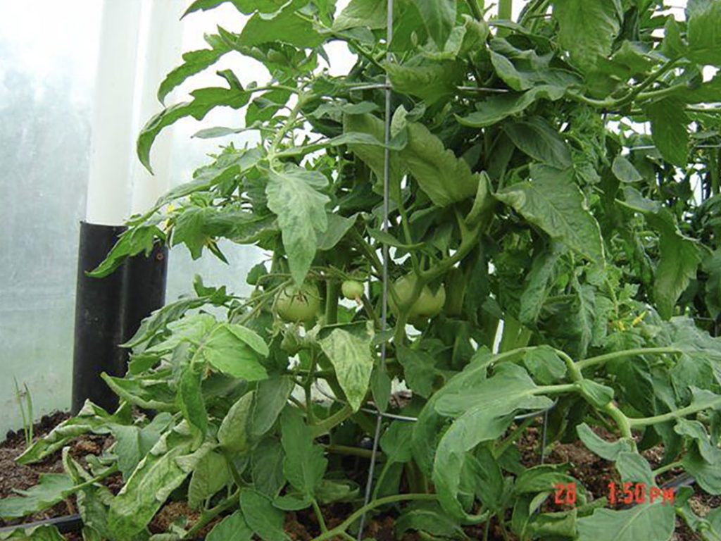 Still in May, with 2 inch diameter tomatoes on the vine!