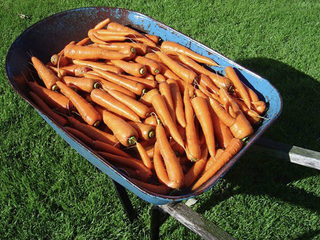 Loads of carrots