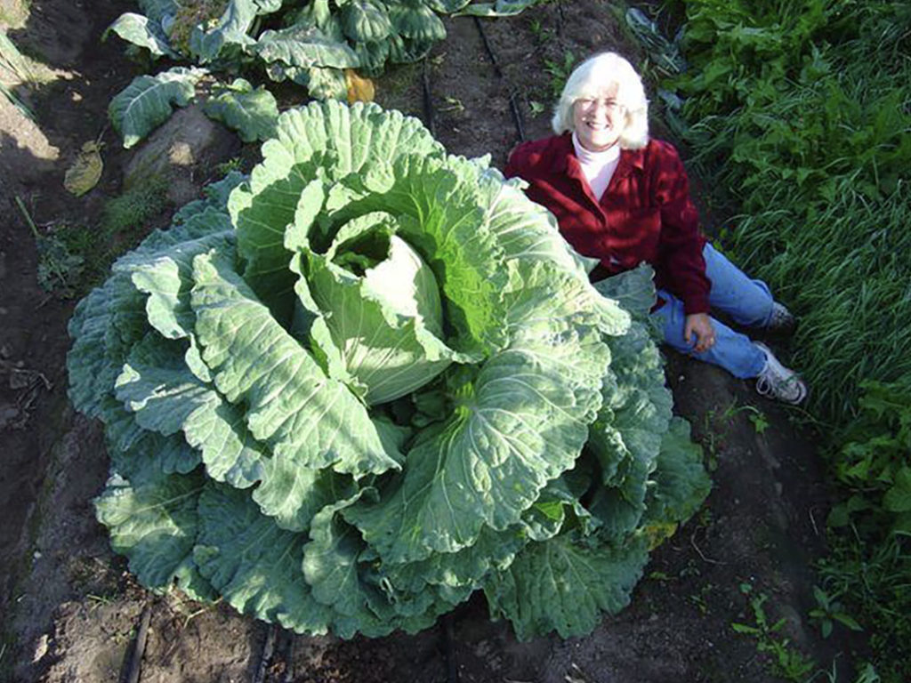 The cabbage is still growing