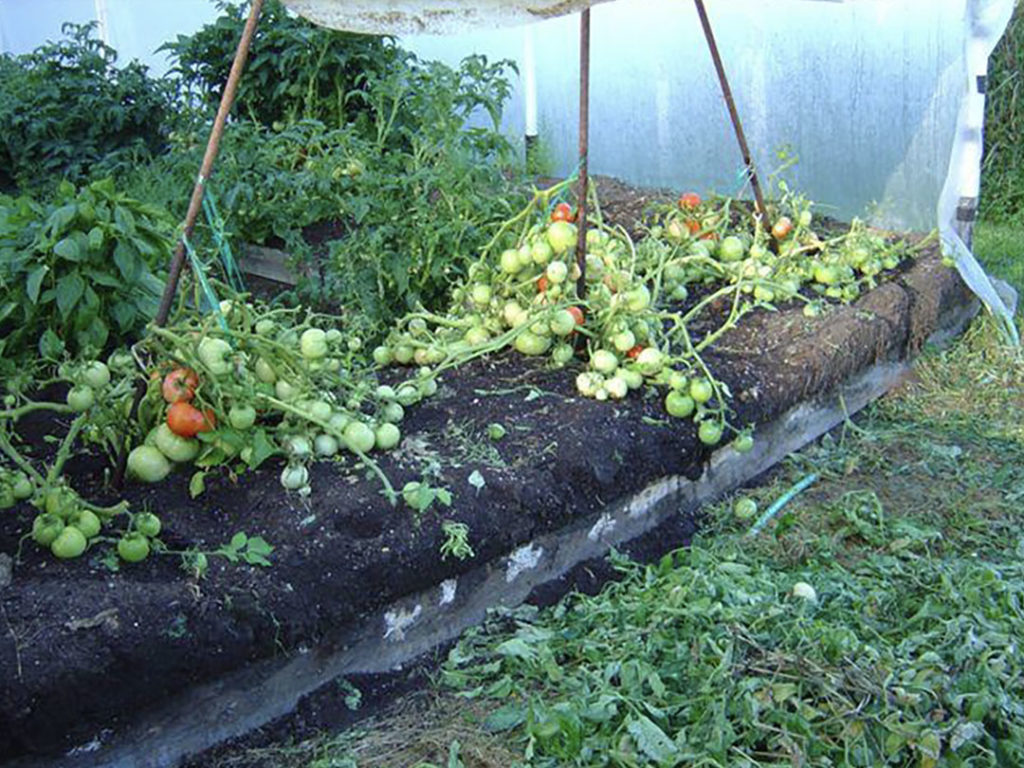 When she saw the tomatoes, she nearly fell over backward, with surprise!