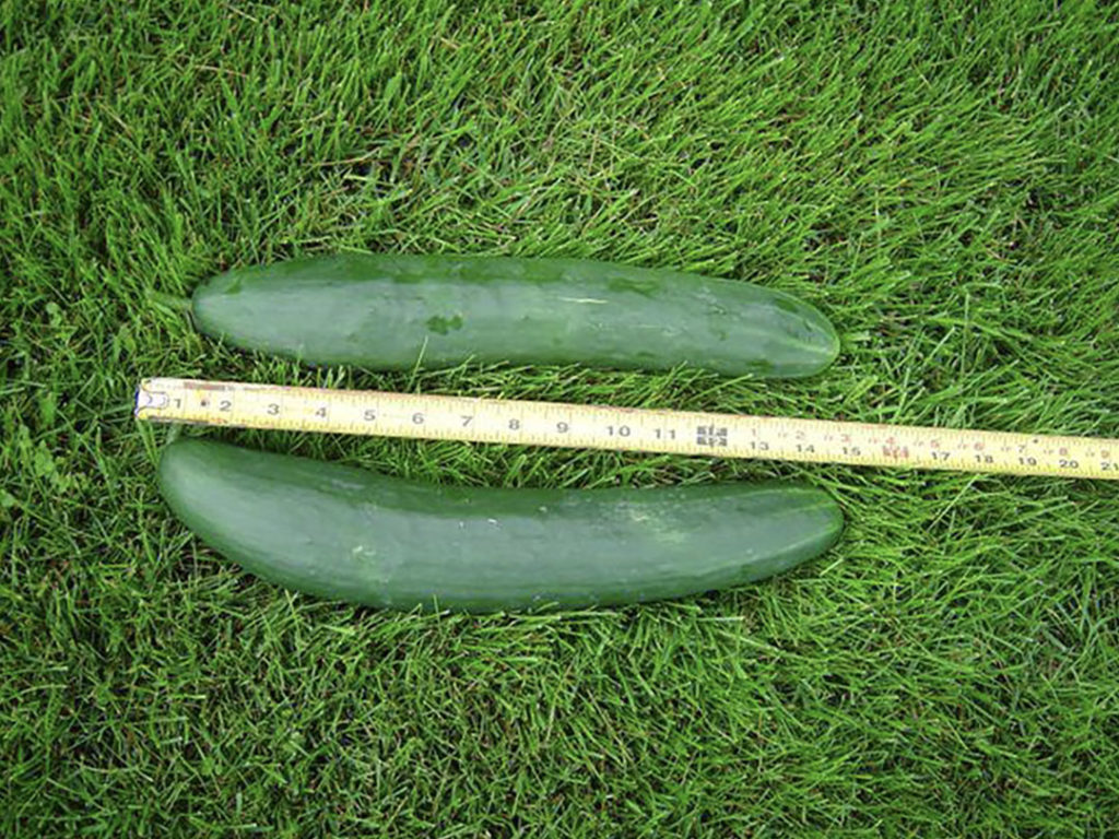 Ordinary cucumbers