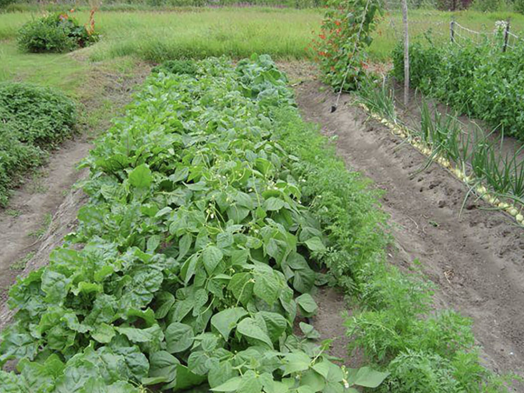 String bean plants are nearly twice the size as last year!