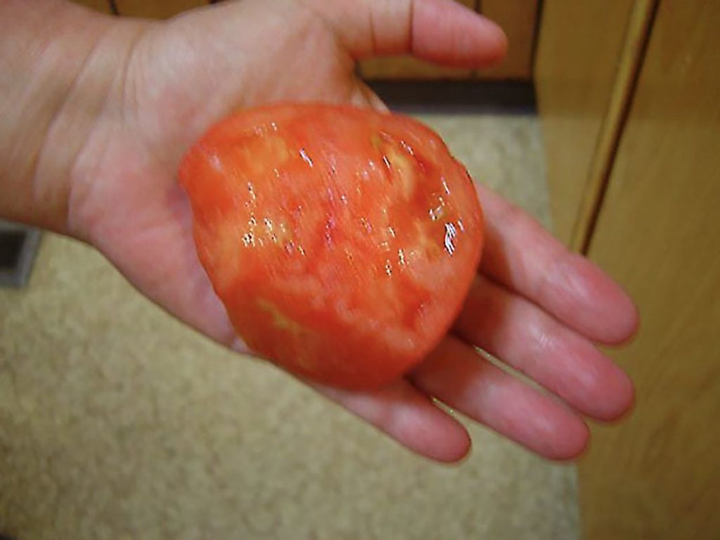 First beef steak tomato