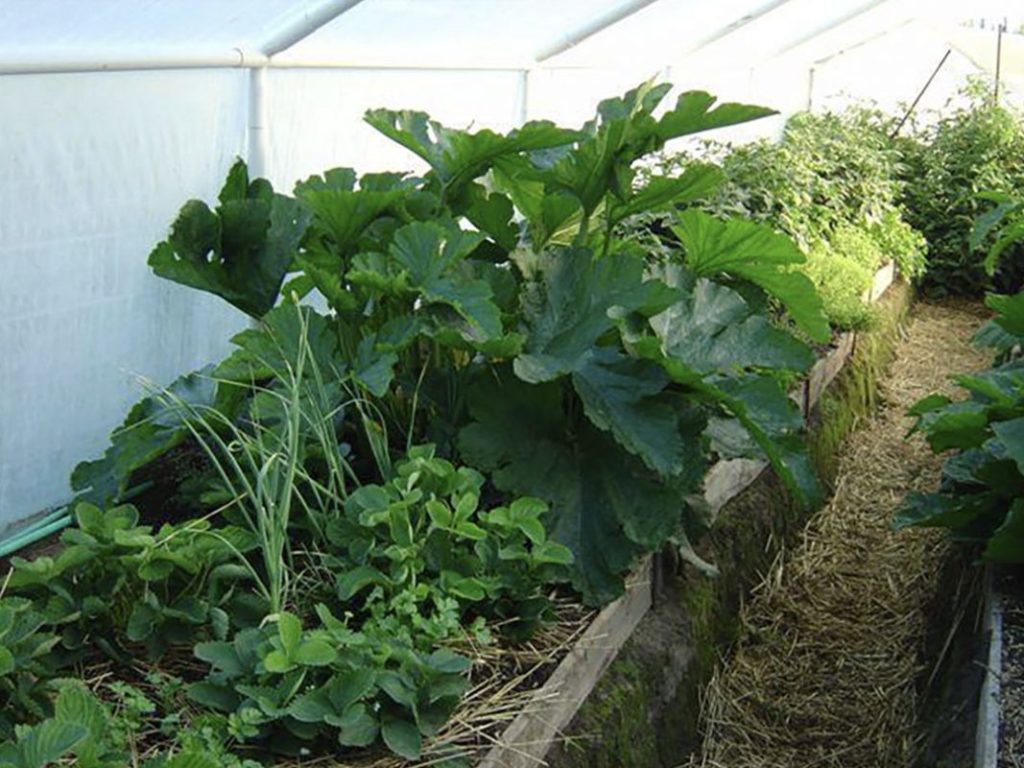 “Compare the size of the zucchini with the strawberry plants.”